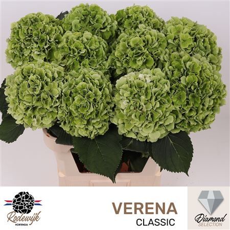 Hydr M Ch Verena Cl