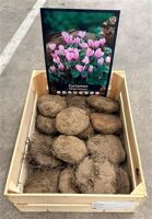 Cyclaam Hederifolium Knol 35+
