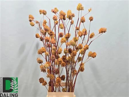 Glycyrrhiza Yunnanensis Zd