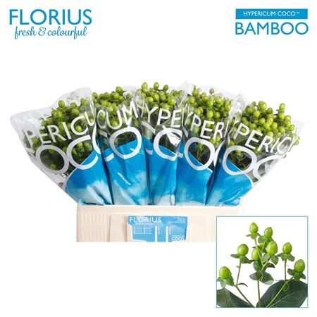 Hyp Coco Bamboo