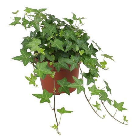 Hedera Helix Overig Groen