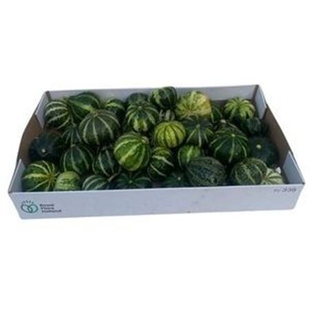 Sier Cuc P Flat Striped X40