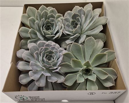 Echeveria Trebbori X4