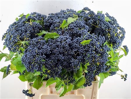 Viburnum Dark Bl Herman