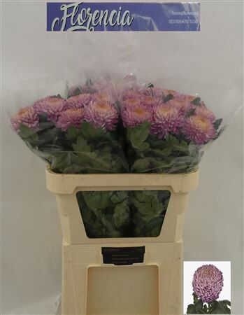 Chr G Bigoudi Pink