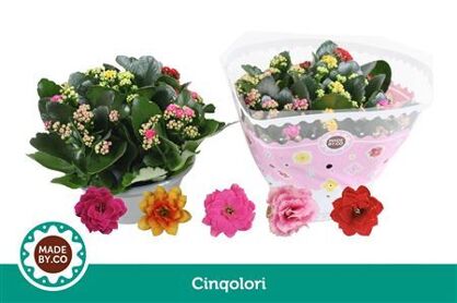 Kalanchoe Cinqolori - Carnaval