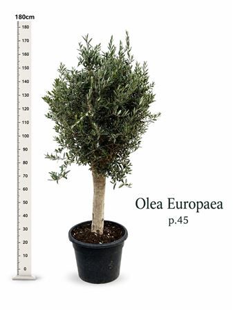 Olea Europaea Stam Xl