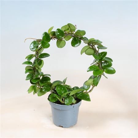 Hoya Serpens Boog