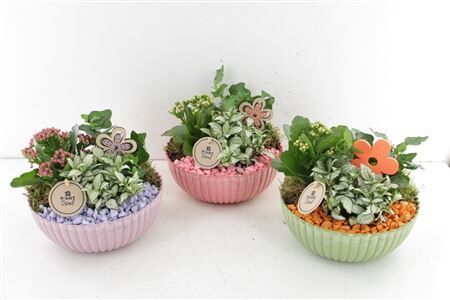 Arr2 Pl Ribbel Schaal Indoor Kleure