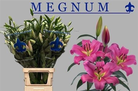 Li Ot Megnum