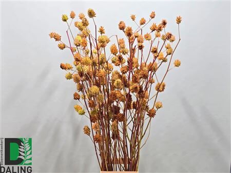 Glycyrrhiza Yunnanensis Zd