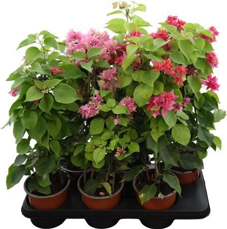 Bougainvillea Gemengd