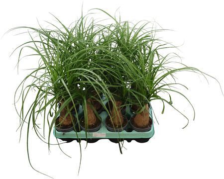 Beaucarnea Recurvata