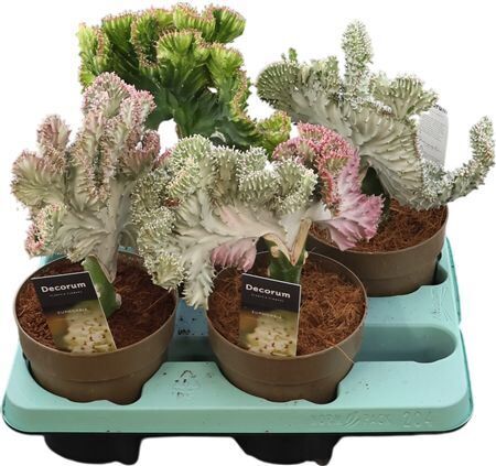 Euphorbia La Gemengd