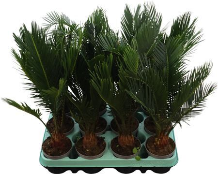Cycas Revoluta