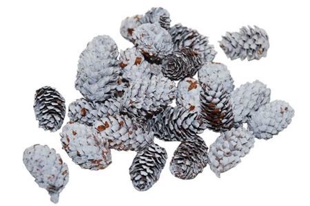 Pinecone Mini Spruce 4-5cm