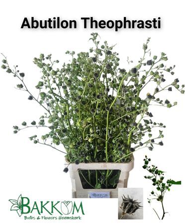 Abutilon Theophrasti