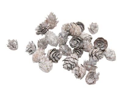 Pinecone Baby Spruce 2-3cm