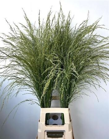 Siergras Panicum Am Dewey Blue