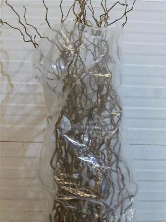 Corylus Av Contorta