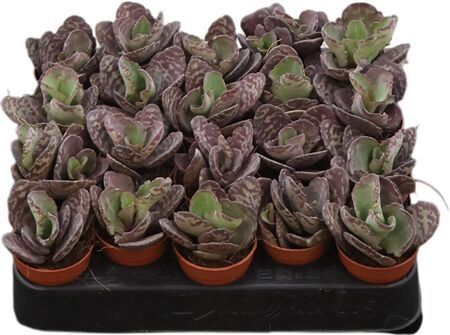Kalanchoe Humilis Zebra