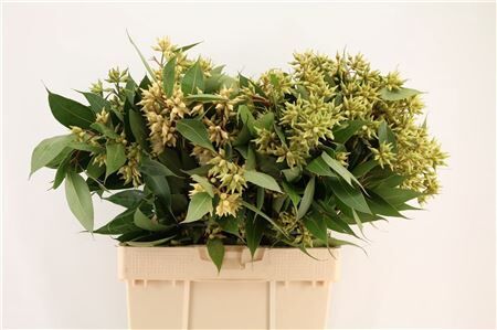 Euca Robusta Berry Fruits P Bunch
