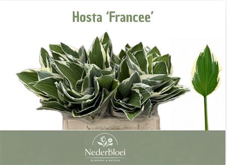 Hosta Francee