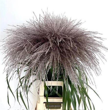 Siergras Miscanthus Sin Memory