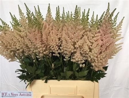 Astilbe Ch Vision Inferno