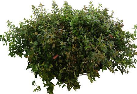 Abelia Grandiflora Gemengd