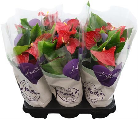 Anthu An Bambino Red