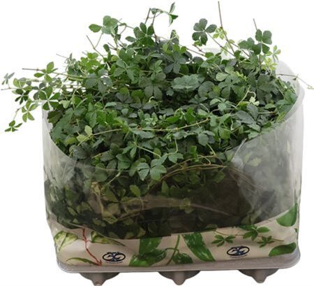 Cissus Striata Xl