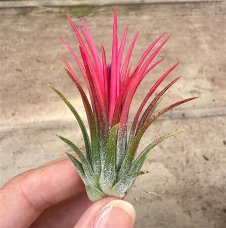 Airplant Tillandsia Fuego Red