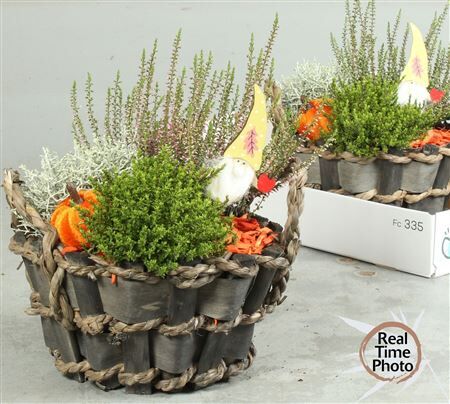 Arr Tuinplanten