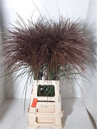 Siergras Miscanthus Sin Malepartus