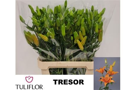 Li As Tresor