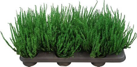 Calluna Gefarbt Gruen