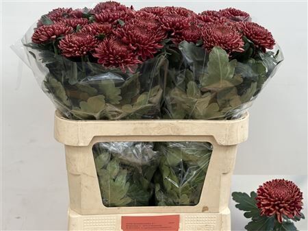 Chr G Bigoudi Red