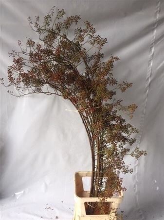 Rosa Ov Xxl