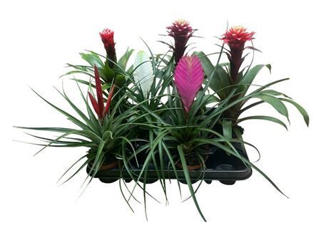 Brom Gemengd Exclusieve
