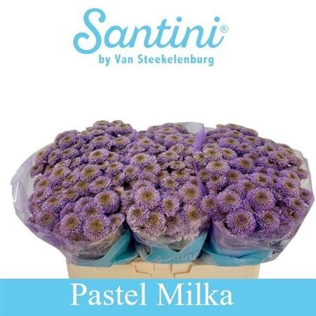 Chr S Davina Klb Pastel Milka