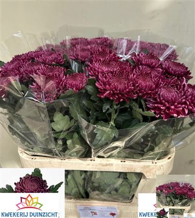 Chr G Bigoudi Purple