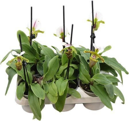 Paph Milano 1 Bloem