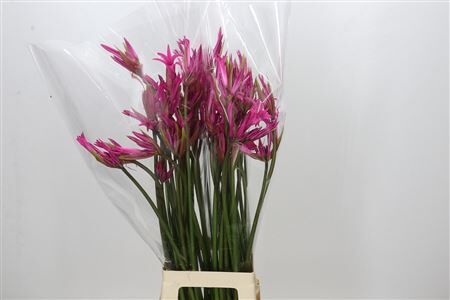 Nerine Amarine Anastasia Artistiek