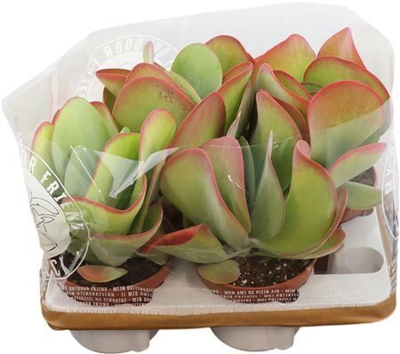 Kalanchoe Thyrsiflora