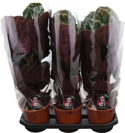 Calathea Medaillon