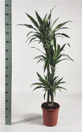 Dra De Warneckei 90-60-30
