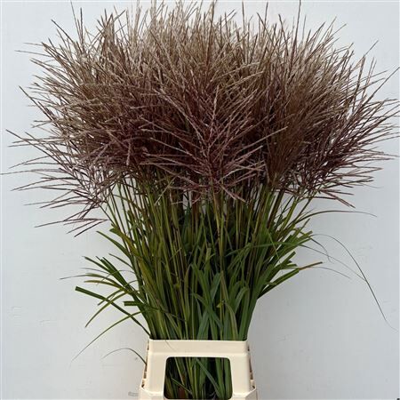 Siergras Miscanthus Sin Rotfeder