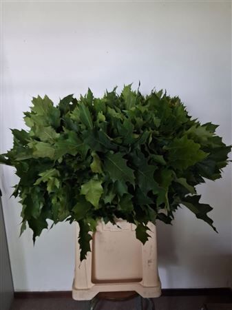 Quercus Rubra