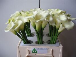 Zant White Flirt